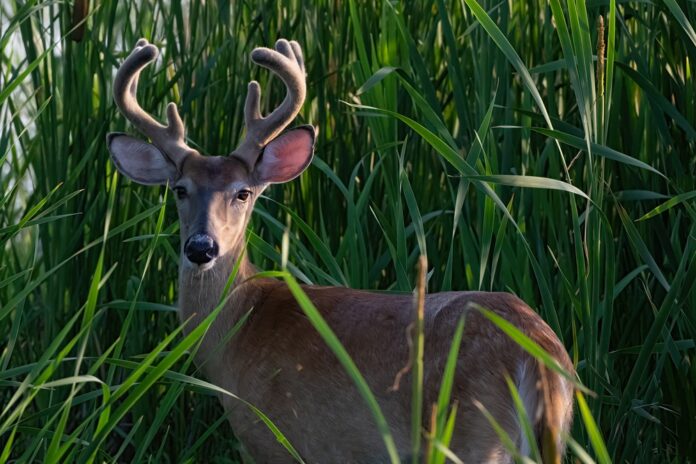 Deer Buck - Howard east 7-10-25 Weber-011-giga TFP 2500px (1)