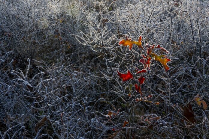 OO-Dunes Red Oak in Frosted sweet fern 10-25-25 Weber--060