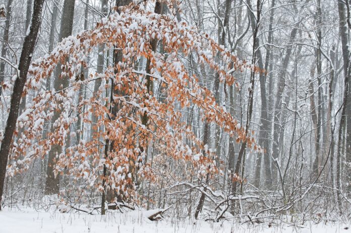 Beech leaves January woods - Secor - 002 (1)