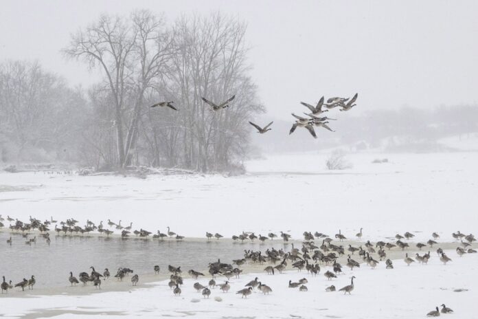 TFP - SideCut-Geese -Audubon-Weber - 2-15-25 - 036