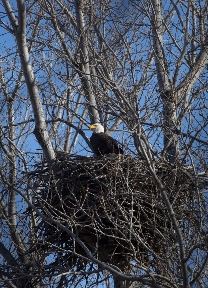 A bald eagle perched on its nest. (Photo by Art Weber, nature photographer for Metroparks Toledo)