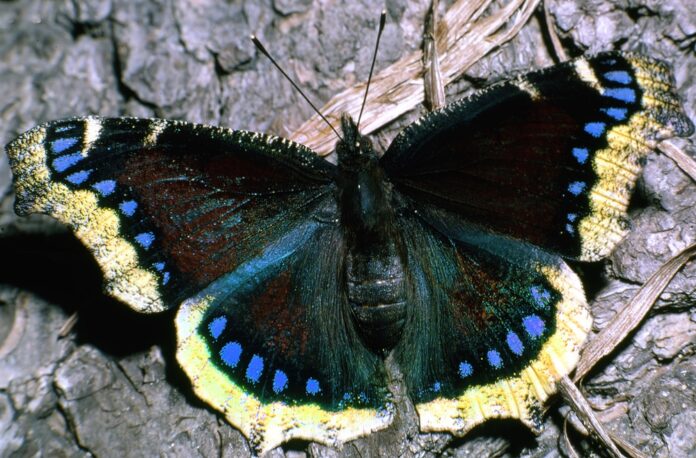 TFP - Butterfly - Mourning Cloak - Wildwood Presserve 5-79-giga