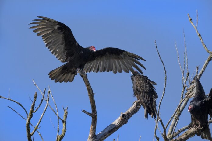 Vulture Turkey - Side Cut - Weber - 8-`20-24-050 TFP