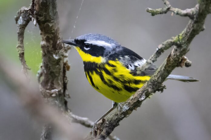 Warbler Magnolia -Magee-Weber 5-14-22-0141-giga-2500pxTFP