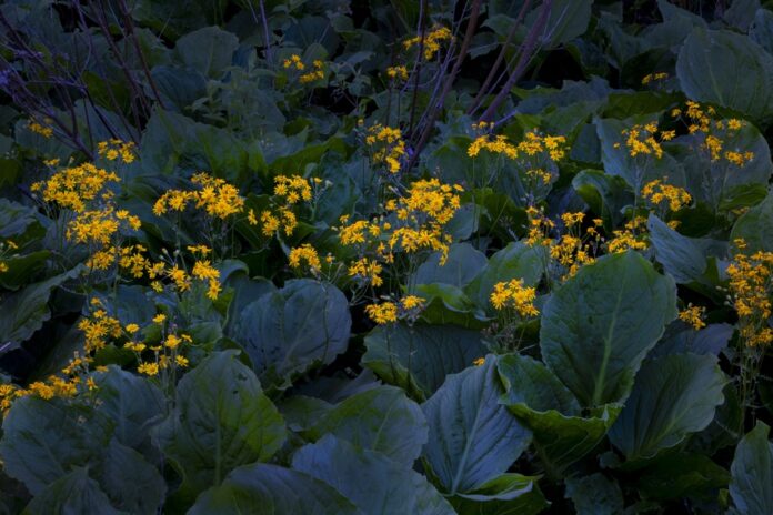 Ragwort Golden - OO-Mallard Lk area - 05