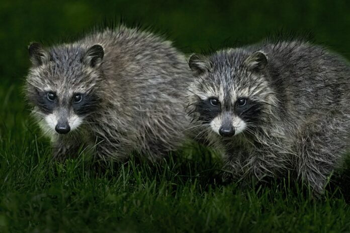 Raccoons - young grazing early am - Yawberg - Weber - 6-22-26 -008-giga (1)