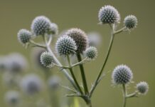 Wild Side: Rattlesnake-master wildflowers
