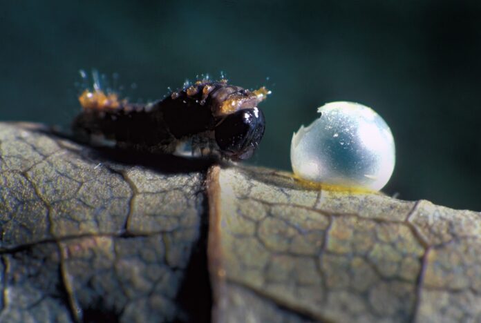 Swallowtail Tiger new hatch eating egg for chitinous protein - tulip-tree crop-giga