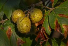 Wild Side: Buckeyes appear in time for football season