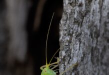 Wild Side: The scratchy sound of summer