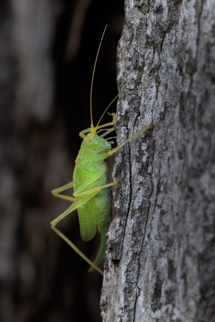 KatydidOnOak-KI-033 Weber 2500 px TFP