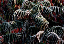 Wild Side: Sumac with early fall ice