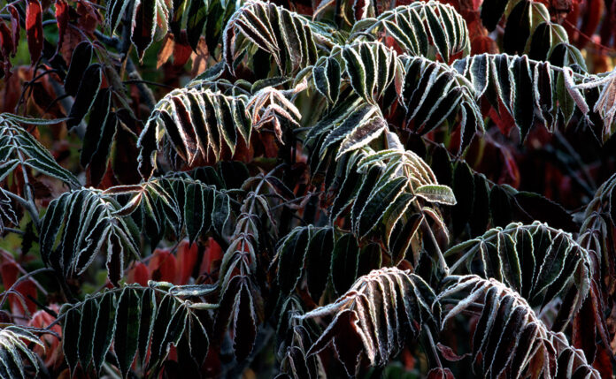 Sumac - Wildwood Preserve 10-5-88