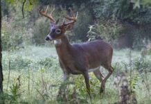 Wild Side: Ready for the rut