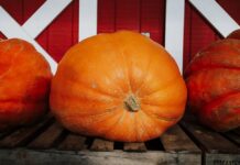 Upcoming Toledo Area Events